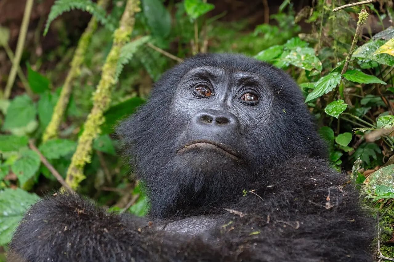 Bwindi Forest, Uganda