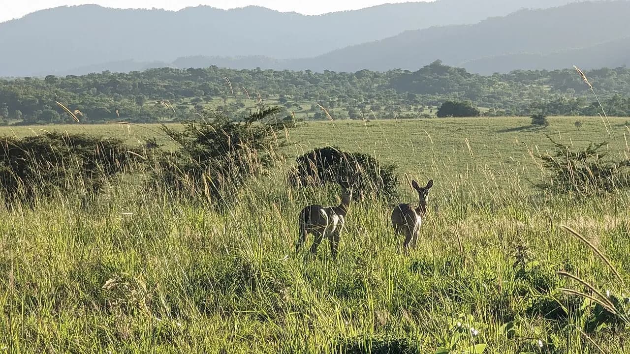 Kidepo Valley, Uganda