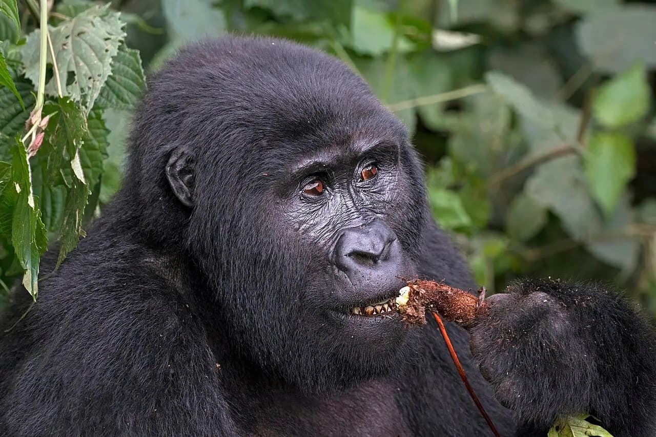 Bwindi Forest, Uganda