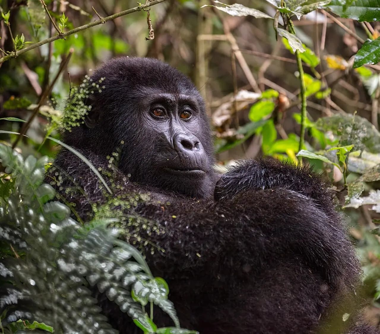 Bwindi Forest, Uganda