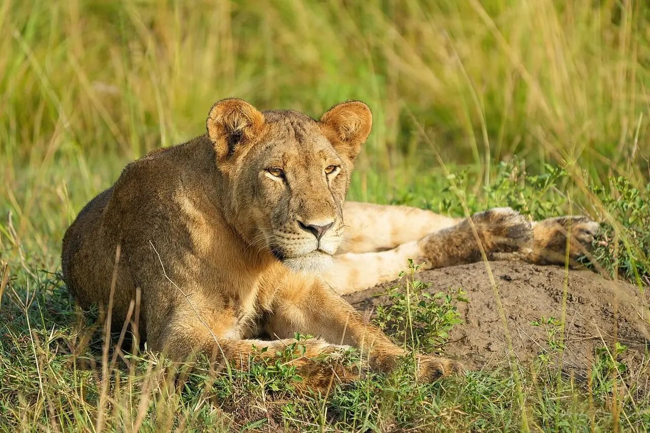 Queen Elizabeth, Uganda